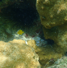 Pareques acuminatus