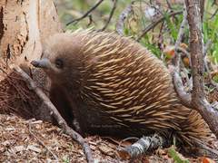 Short-Beaked Echidna photo 2