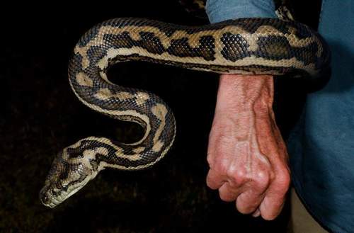 Carpet Python