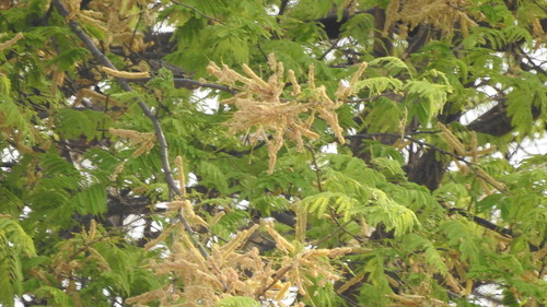 monkey thorn