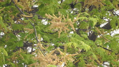 Acacia galpinii image