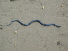 Aparallactus lunulatus