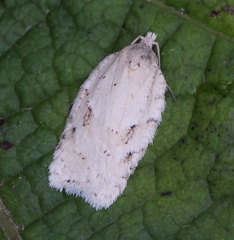 Acleris logiana