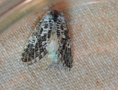 Indarbela tegula