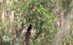 Icterus pyrrhopterus