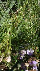 Psoralea affinis