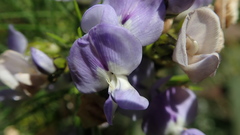 Psoralea affinis