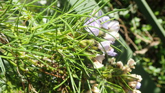 Psoralea affinis
