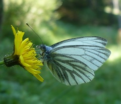 Pieris bryoniae