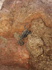 Uroplectes flavoviridis