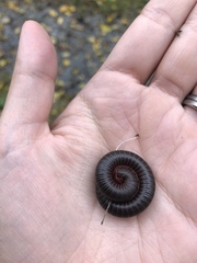 Narceus americanus