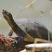 Macquarie Turtle - Photo (c) Faunaverse, some rights reserved (CC BY-NC)