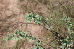 Lycium boerhaviifolium