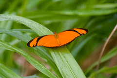 Dryas iulia alcionea