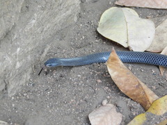 Aparallactus lunulatus