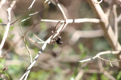 Sarconesia chlorogaster