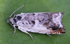 Ancylis laetana