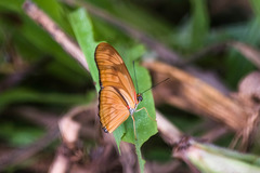 Dryas iulia alcionea
