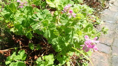 Pelargonium vitifolium