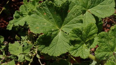 Pelargonium vitifolium