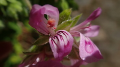 Pelargonium vitifolium