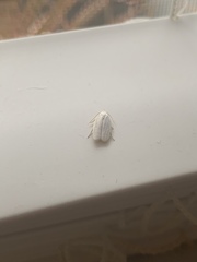 Antaeotricha albulella