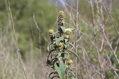 Buddleja stachyoides
