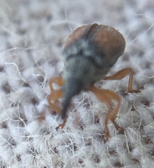 Malvapion malvae