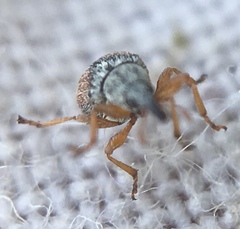 Malvapion malvae
