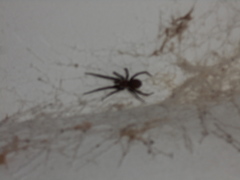 Kukulcania hibernalis