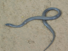 Aparallactus lunulatus