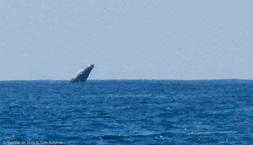 Humpback Whale