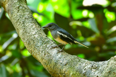 Copsychus saularis