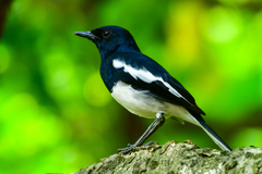 Copsychus saularis