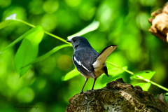 Copsychus saularis