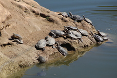 Phrynops hilarii