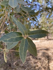Quercus peninsularis