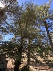 Quercus peninsularis