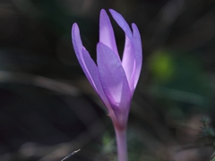 Colchicum arenarium