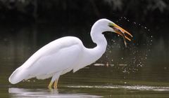 Ardea alba