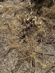 Verbena orcuttiana