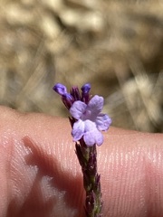 Verbena orcuttiana
