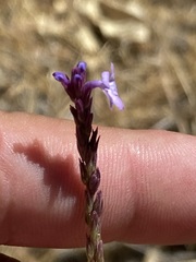 Verbena orcuttiana