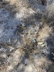 Astragalus douglasii