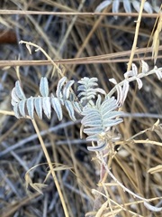 Astragalus douglasii