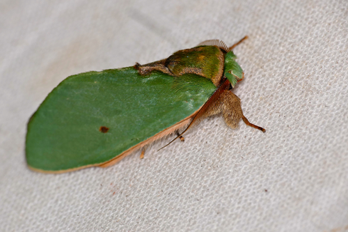 Mosera prasina