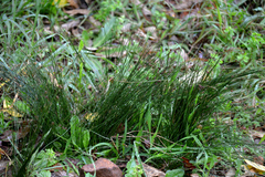 Juncus capillaceus