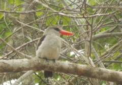 Halcyon senegaloides