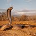 Cape Cobra - Photo (c) Tyrone Ping, some rights reserved (CC BY-NC), uploaded by Tyrone Ping