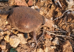 Breviceps